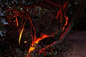 ABBOTSBURY SUBTROPICAL GARDEN  DORSET: TREES LIT UP AT NIGHT IN WINTER WITH RED LIGHTING