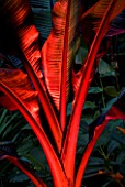 ABBOTSBURY SUBTROPICAL GARDEN  DORSET: LEAVES OF A BANANA LIT UP AT NIGHT WITH RED LIGHTING