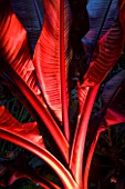 ABBOTSBURY SUBTROPICAL GARDEN  DORSET: LEAVES OF A BANANA LIT UP AT NIGHT WITH RED LIGHTING