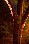 ABBOTSBURY SUBTROPICAL GARDEN  DORSET: UP-LIT BARK OF PRUNUS TREE