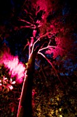 ABBOTSBURY SUBTROPICAL GARDEN  DORSET: PINK/RED UPLIGHTING ON TREE AT NIGHT