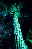 ABBOTSBURY SUBTROPICAL GARDEN  DORSET: BLUE/GREEN UPLIGHTING ON TREE AT NIGHT