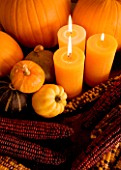HALLOWEEN: STILL LIFE AT NIGHT WITH ORNAGE CANDLES  PUMPKINS  SQUASHES  ZEA MAYS (MAIZE)