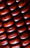 ABSTRACT CLOSE UP OF  ZEA MAYS (MAIZE)