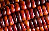 ABSTRACT CLOSE UP OF  ZEA MAYS (MAIZE)