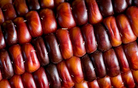 ABSTRACT_CLOSE_UP_OF__ZEA_MAYS_MAIZE