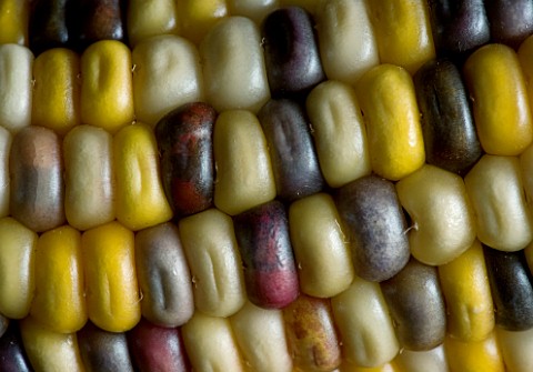 ABSTRACT_CLOSE_UP_OF__ZEA_MAYS_MAIZE