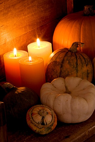 HALLOWEEN_STILL_LIFE_AT_NIGHT_WITH_ORANGE_CANDLES__PUMPKINS__SQUASHES_AND_GOURDS