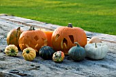 HALLOWEEN: STILL LIFE ON OUTDOOR WOODEN TABLE WITH PUMPKINS  SQUASHES AND GOURDS