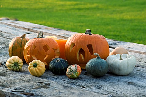 HALLOWEEN_STILL_LIFE_ON_OUTDOOR_WOODEN_TABLE_WITH_PUMPKINS__SQUASHES_AND_GOURDS