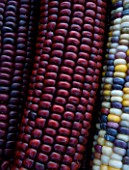 HALLOWEEN: CLOSE UP OF COLOURED  ZEA MAYS (MAIZE)