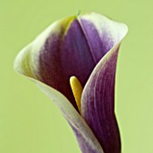 CLOSE UP OF FLOWER OF CALLA LILY AGAINST YELLOW BACKGROUND