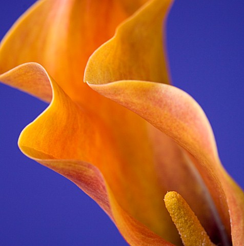 CLOSE_UP_OF_FLOWER_OF_ORANGE_CALLA_LILY_AGAINST_BLUE_BACKGROUND