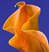 CLOSE UP OF FLOWER OF ORANGE CALLA LILY AGAINST BLUE BACKGROUND