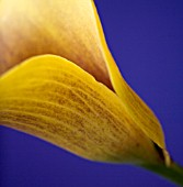 CLOSE UP OF FLOWER OF YELLOW CALLA LILY AGAINST BLUE BACKGROUND