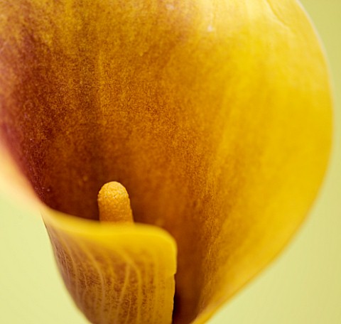 CLOSE_UP_OF_FLOWER_OF_YELLOW_CALLA_LILY_AGAINST_YELLOW_BACKGROUND