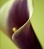 CLOSE UP OF FLOWER OF YELLOW CALLA LILY AGAINST YELLOW BACKGROUND