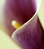 CLOSE UP OF FLOWER OF CALLA LILY AGAINST YELLOW BACKGROUND