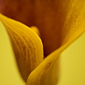 CLOSE UP OF FLOWER OF YELLOW CALLA LILY AGAINST YELLOW BACKGROUND