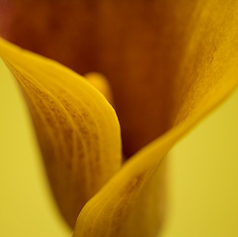 CLOSE_UP_OF_FLOWER_OF_YELLOW_CALLA_LILY_AGAINST_YELLOW_BACKGROUND
