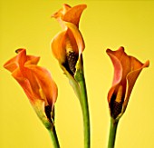 CLOSE UP OF FLOWER OF THREE ORANGE CALLA LILYES AGAINST A YELLOW BACKGROUND