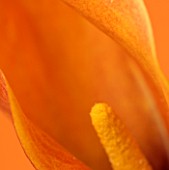 ABSTRACT: CLOSE UP OF ORANGE FLOWER OF CALLA LILY AGAINST ORANGE BACKGROUND