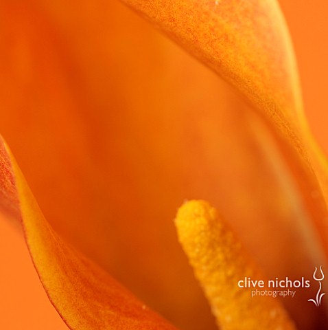 ABSTRACT_CLOSE_UP_OF_ORANGE_FLOWER_OF_CALLA_LILY_AGAINST_ORANGE_BACKGROUND