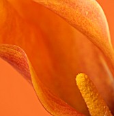 ABSTRACT: CLOSE UP OF ORANGE FLOWER OF CALLA LILY AGAINST ORANGE BACKGROUND