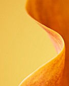 ABSTRACT: CLOSE UP OF ORANGE FLOWER OF ORANGE CALLA LILY AGAINST YELLOW BACKGROUND