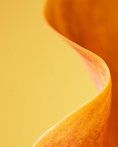 ABSTRACT_CLOSE_UP_OF_ORANGE_FLOWER_OF_ORANGE_CALLA_LILY_AGAINST_YELLOW_BACKGROUND