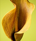 CLOSE UP OF BROWN FLOWER OF CALLA LILY AGAINST A YELLOW BACKGROUND