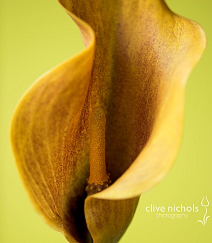 CLOSE_UP_OF_BROWN_FLOWER_OF_CALLA_LILY_AGAINST_A_YELLOW_BACKGROUND