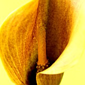 CLOSE UP OF BROWN FLOWER OF CALLA LILY AGAINST A YELLOW BACKGROUND