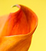 CLOSE UP OF BROWN FLOWER OF ORANGE CALLA LILY AGAINST A YELLOW BACKGROUND