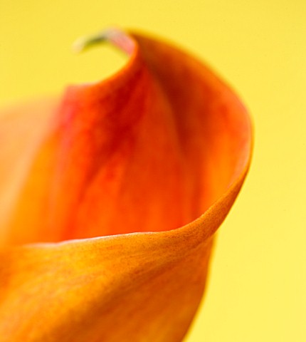 CLOSE_UP_OF_BROWN_FLOWER_OF_ORANGE_CALLA_LILY_AGAINST_A_YELLOW_BACKGROUND