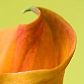 CLOSE UP OF BROWN FLOWER OF ORANGE CALLA LILY AGAINST A YELLOW BACKGROUND