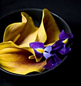 YELLOW CALLA LILY FLOWERS AND BLUE IRIS FLOWER IN BLACK BOWL AGAINST BLACK BACKGROUND