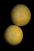 TWO MELONS WITH BLACK BACKGROUND