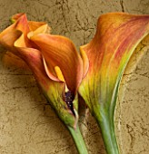 TWO ORANGE CALLA LILIES ON GOLD BACKGROUND