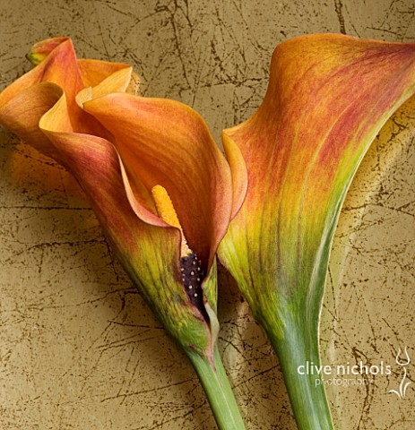 TWO_ORANGE_CALLA_LILIES_ON_GOLD_BACKGROUND