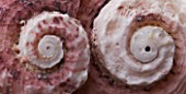 CLOSE UP OF TWO SHELLS WITH SWIRLING PATTERN