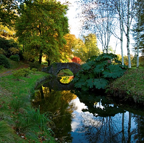 CASTLE_HILL__DEVON_AUTUMN_COLOURS_OF_MAPLES_AND_THE_UGLY_BRIDGE_REFLECTED_IN_A_STREAM_WITH_GUNNERA_M