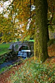 CASTLE HILL  DEVON: AUTUMN COLOUR FROM A BEECH TREE WITH A STREAM AND THE UGLY BRIDGE