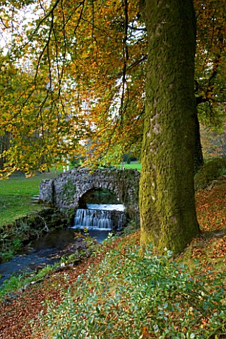 CASTLE_HILL__DEVON_AUTUMN_COLOUR_FROM_A_BEECH_TREE_WITH_A_STREAM_AND_THE_UGLY_BRIDGE