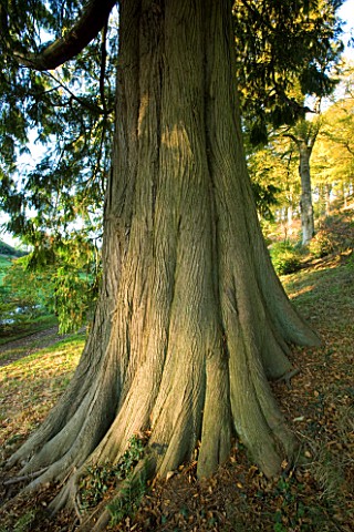 CASTLE_HILL__DEVON_THE_MASSIVE_TRUNK_OF_A_YEW_IN_THE_WOODLAND