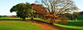 CASTLE HILL  DEVON: AUTUMN COLOURS OF MAPLES ON THE TERRACES WITH STATUES: PANORAMIC VIEW