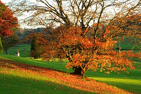 CASTLE_HILL__DEVON_AUTUMN_COLOURS_OF_MAPLES_ON_THE_TERRACES_WITH_STATUES