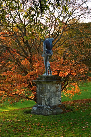 CASTLE_HILL__DEVON_AUTUMN_COLOUR_OF_A_GOLDEN_MAPLES_ON_THE_TERRACES_WITH_STATUE_IN_EVENING_LIGHT
