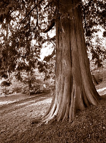 CASTLE_HILL__DEVON_BLACK_AND_WHITE_TONED_IMAGE_OF_A_YEW_TREE_IN_THE_ARBORETUM