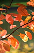 MARKS HALL  ESSEX :  CLOSE UP OF LEAVES OF COTINUS IN AUTUMN COLOUR
